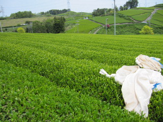 お茶刈り