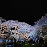 夜桜 2022/04/02 21:01:44
