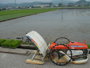 田植え