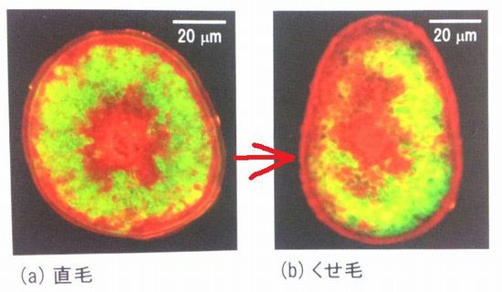 直毛とクセ毛