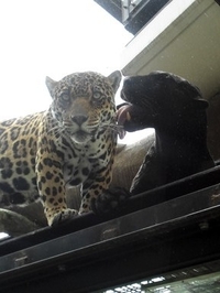 日本平動物園♪