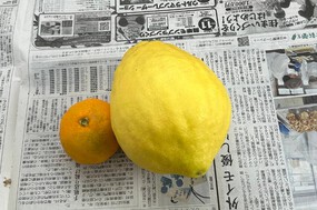 ジャンボレモン？
