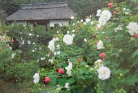 酔芙蓉