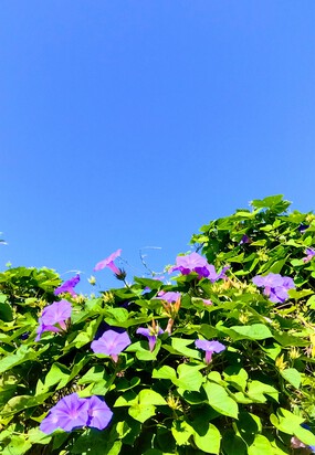 朝　顔