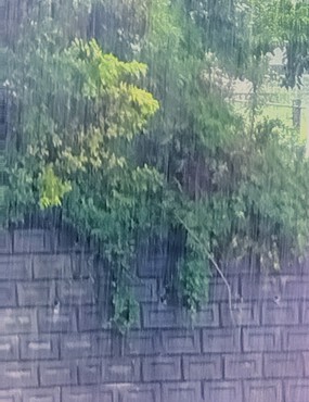 慈しみの雨