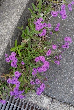 道端の花