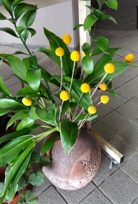 花言葉