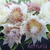セルリアの花　ヒースフラワー
