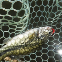 バス釣果♪ 2017/06/04 17:08:31