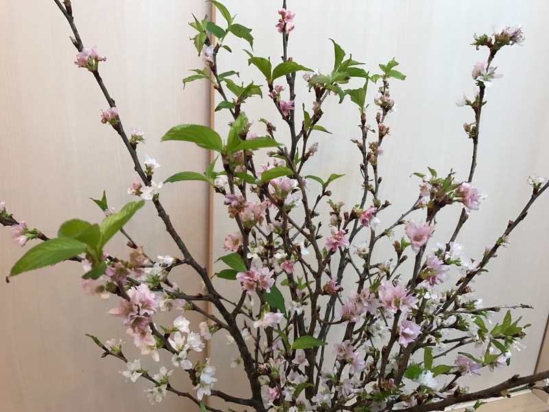 　聖母庁エネルギーと共に贈ります　桜　想うは・・　　