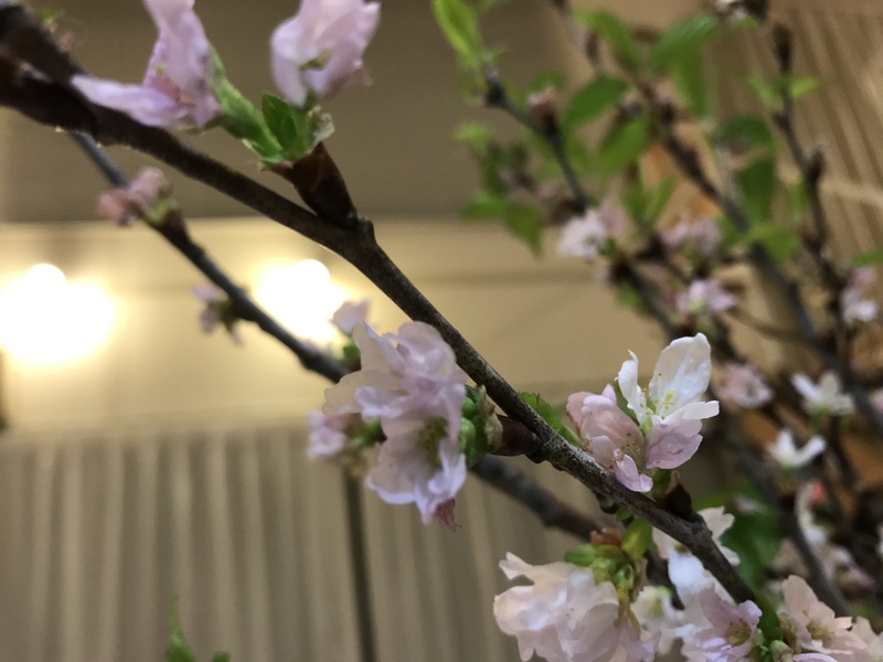 　聖母庁エネルギーと共に贈ります　桜　想うは・・　　