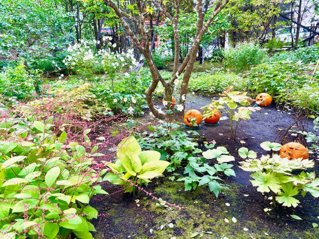 神務・北海道Vol・２　アトラス彗星と邂逅