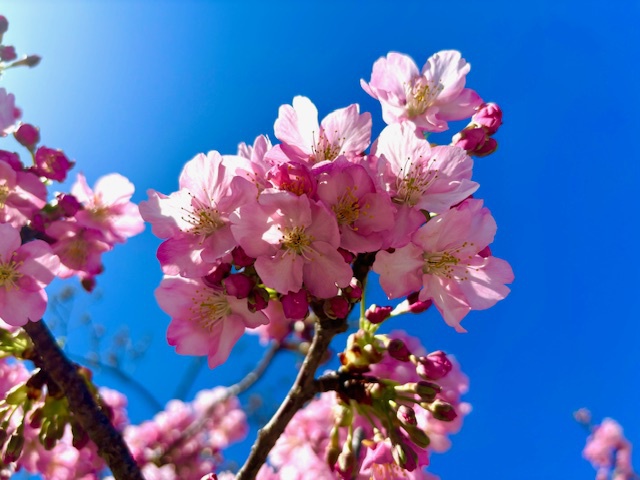 桜の精霊と繋がる奇跡！