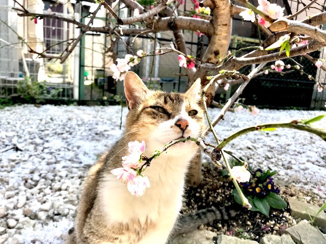 愛猫　不動の命日