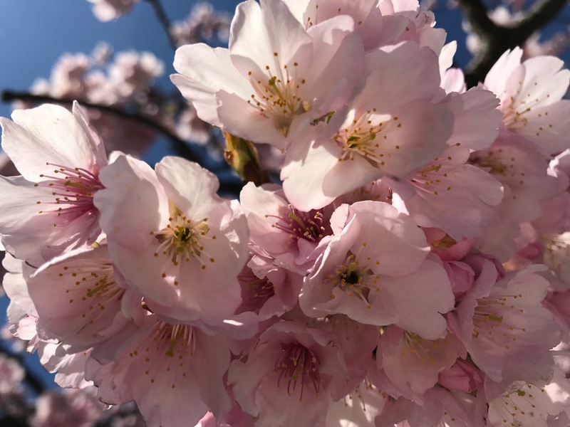 桜の章　花の如く咲き誇り命を全う