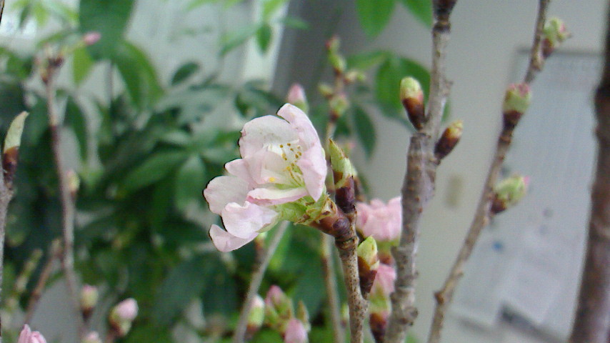 　聖母庁エネルギーと共に贈ります　桜　想うは・・　　