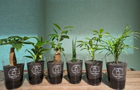 Table Plants