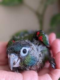 アカハラ・ウロコインコが迷子ですー！