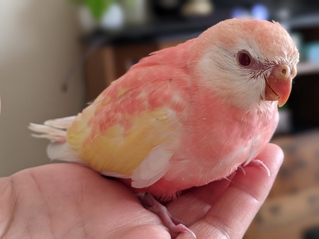 アキクサインコ・ルビノー　里親様募集中～！