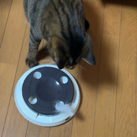 ハイテク猫じゃらし