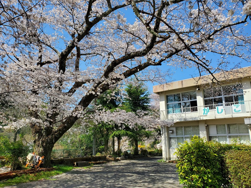 さくら咲く学校の桜