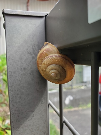 でんでん虫