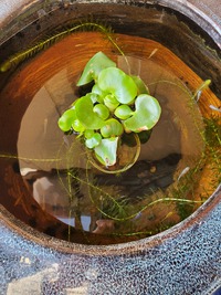 めだかの飼育観察２ 2022/10/15 11:07:00