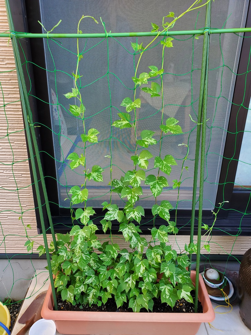 朝顔その２