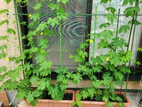 ゴーヤ畑② 2022/07/05 11:03:00