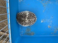 移動動物園