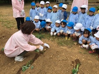 お芋のつる植え