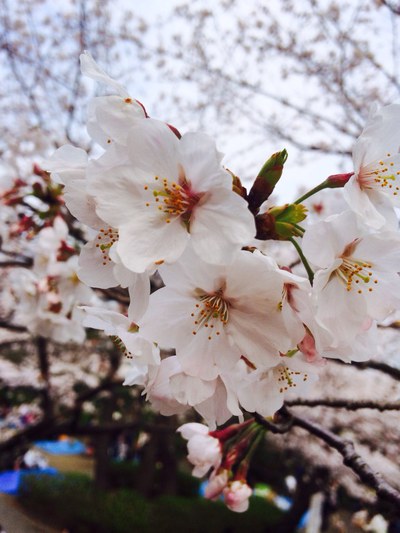 SAKURA