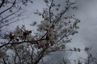 今年の桜 2016/04/03 17:25:37
