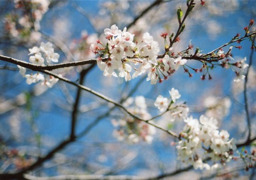 今年の桜