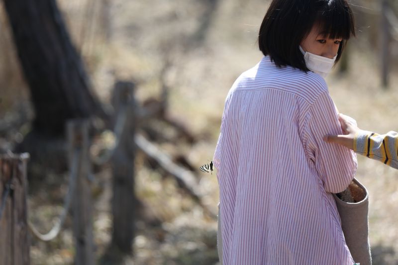 春の女神ギフチョウは今が盛り