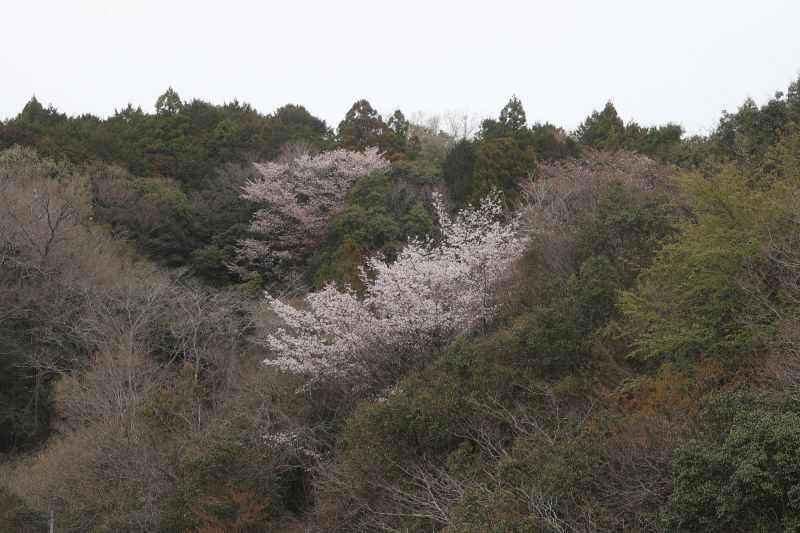 2024桜咲く