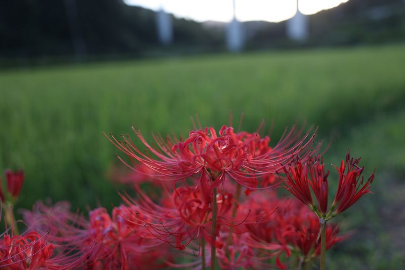 秋が来た！