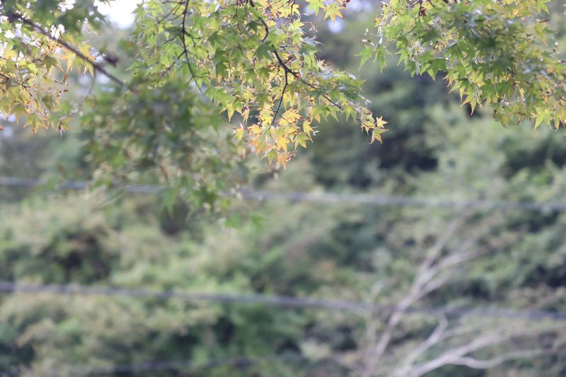 秋が来た！