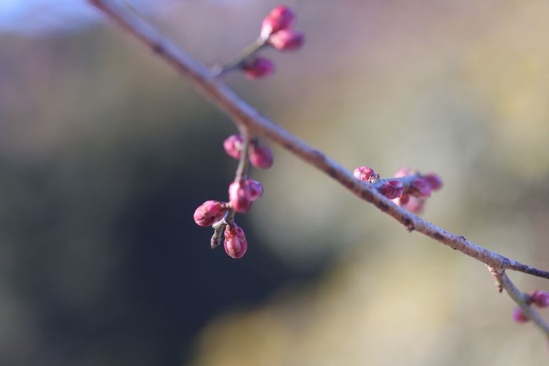 バレンタインだから一輪のお花と絶品クッキー