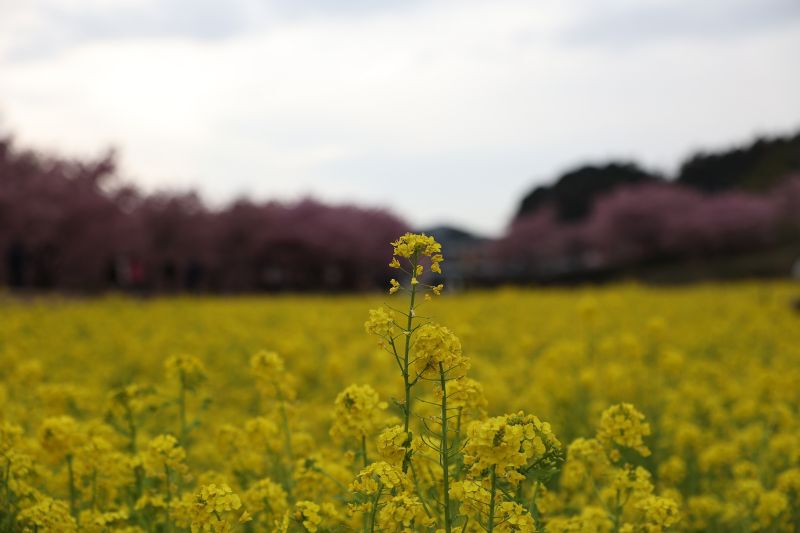 鍋はいつまで？