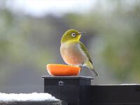 本日晴天、通常営業いたします