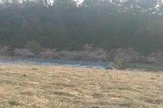 遠くから見物です。