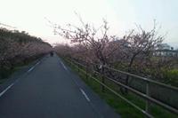 春は花見で楽しむ