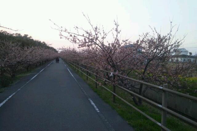 春は花見で楽しむ