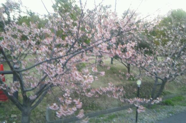 春は花見で楽しむ