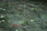 名もなき池 2019/06/11 19:38:10