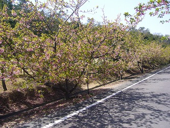 花の命は短し。