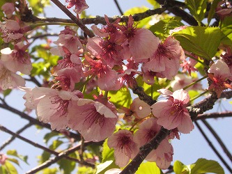 花の命は短し。
