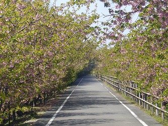 花の命は短し。