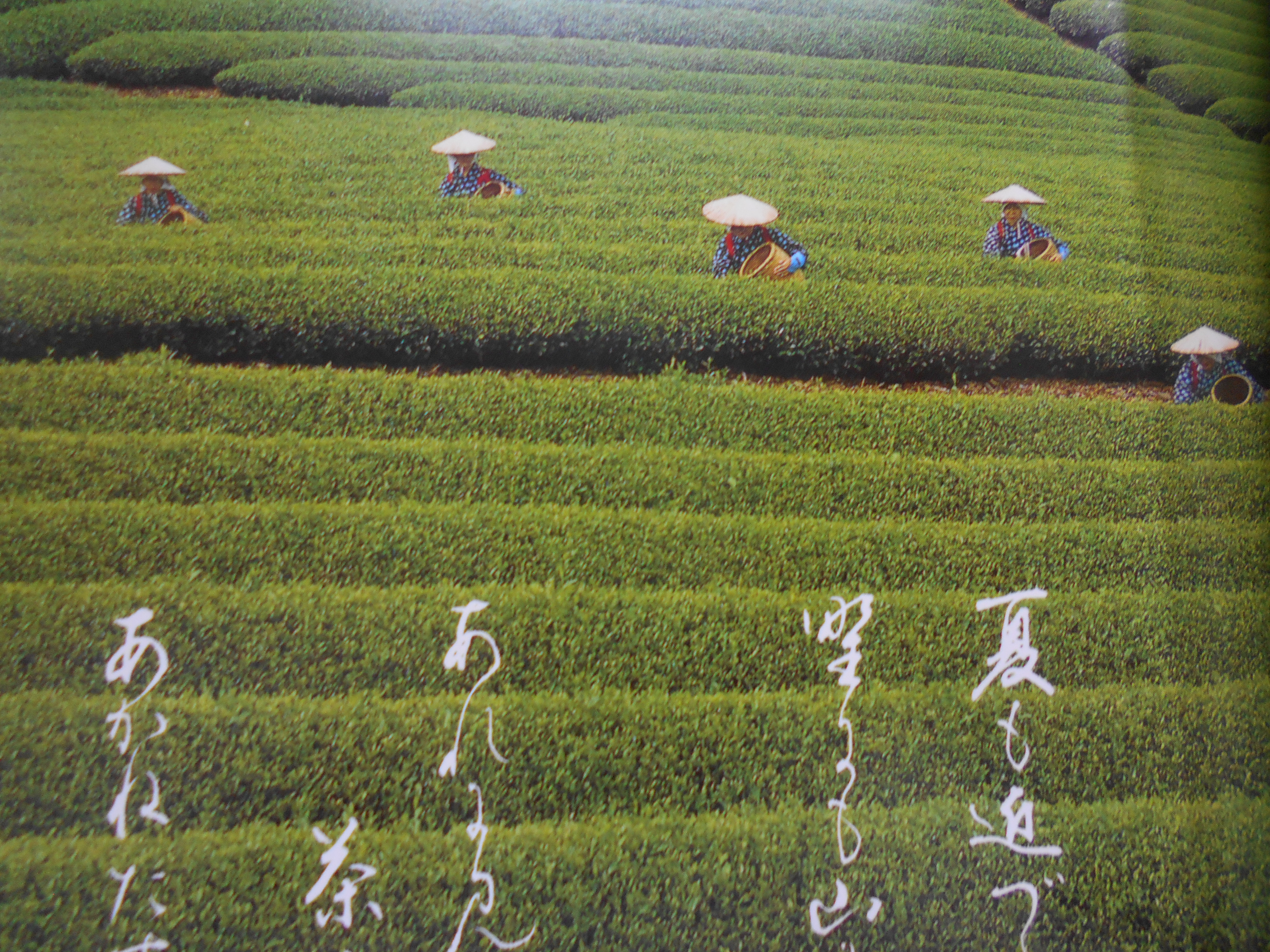 菊川町茶業誌　菊川町茶業誌編纂室　菊川町　昭和59年刊　(静岡県)
